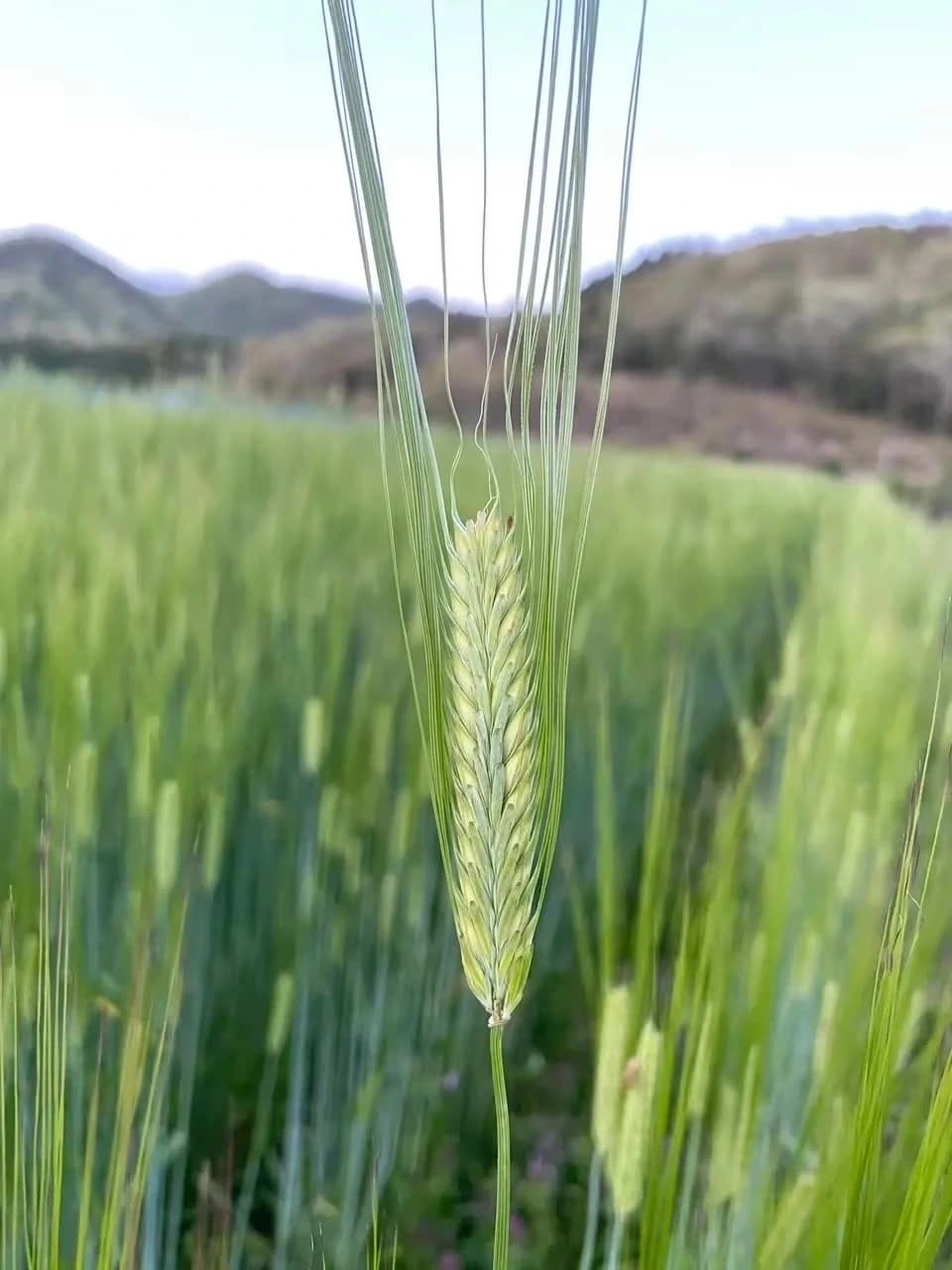 麦からつくる、夏の麦茶。dohsakafarm-plough- オンライン食育ワークショップ