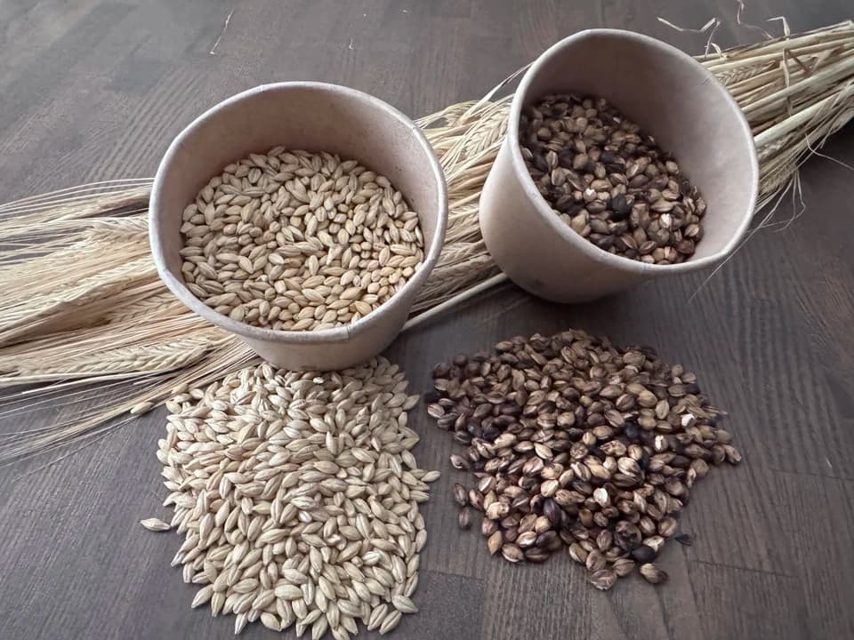 麦からつくる、夏の麦茶。dohsakafarm-plough- オンライン食育ワークショップ
