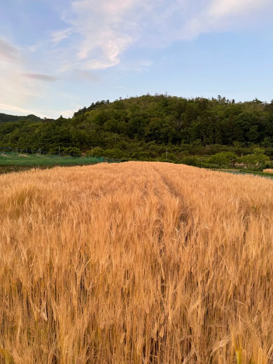 麦からつくる、夏の麦茶。dohsakafarm-plough- オンライン食育ワークショップ
