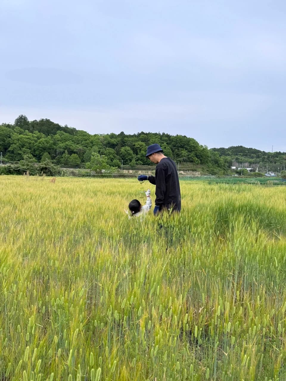 麦からつくる、夏の麦茶。dohsakafarm-plough- オンライン食育ワークショップ
