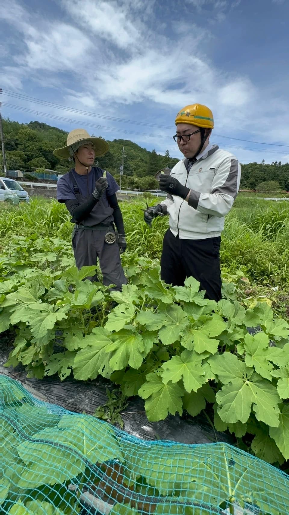 【農薬不使用】鹿の食害を乗り越えた奇跡の生命力！生でも柔らかい「白オクラ」（専用箱でお届け）