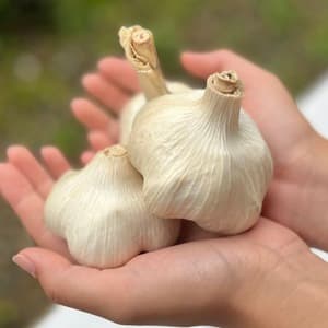 2026【初物】 無農薬ホワイト六片　ニンニク
