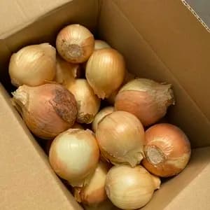 2026 無農薬　完熟タマネギ