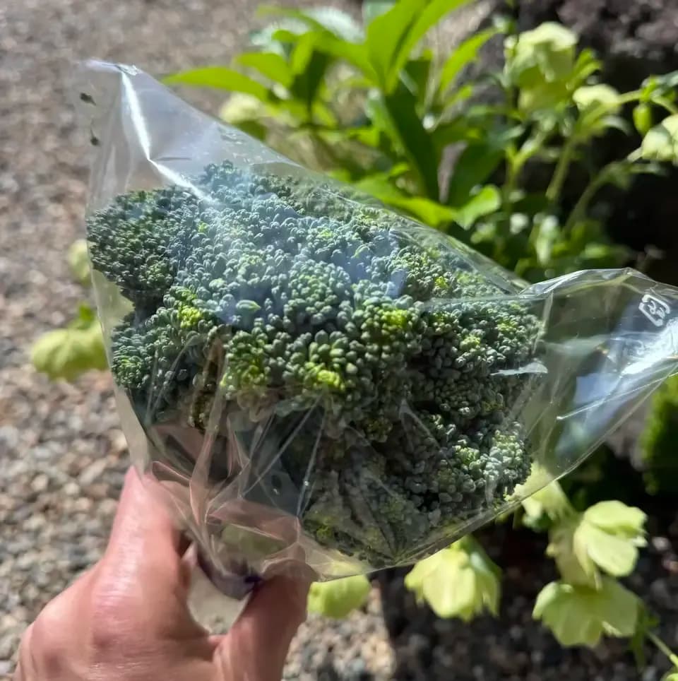 無農薬 ブロッコリー dohsakafarm-plough- (兵庫県産) ブロッコリー