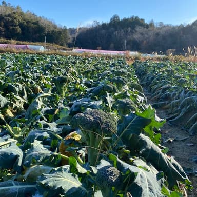 野菜嫌い