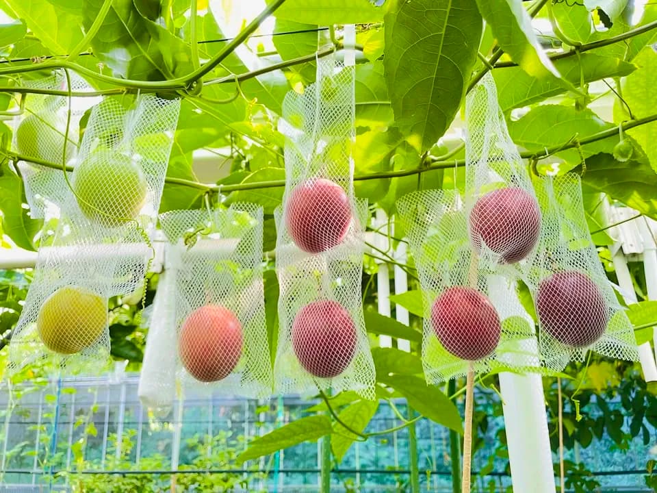 三宅島産・農薬不使用＜自然栽培パッションフルーツ＞ギフトにも最適の香り豊かなパッションジュエル