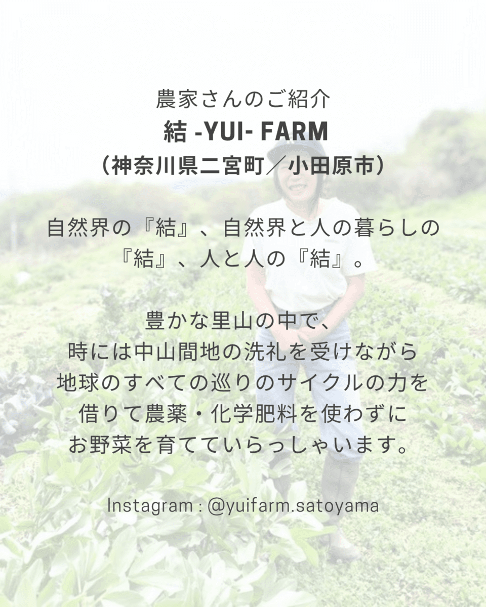 神奈川産小松菜のジェノベーゼ＜グリーングリーン コマツナ＞無農薬・無化学肥料で育てられています