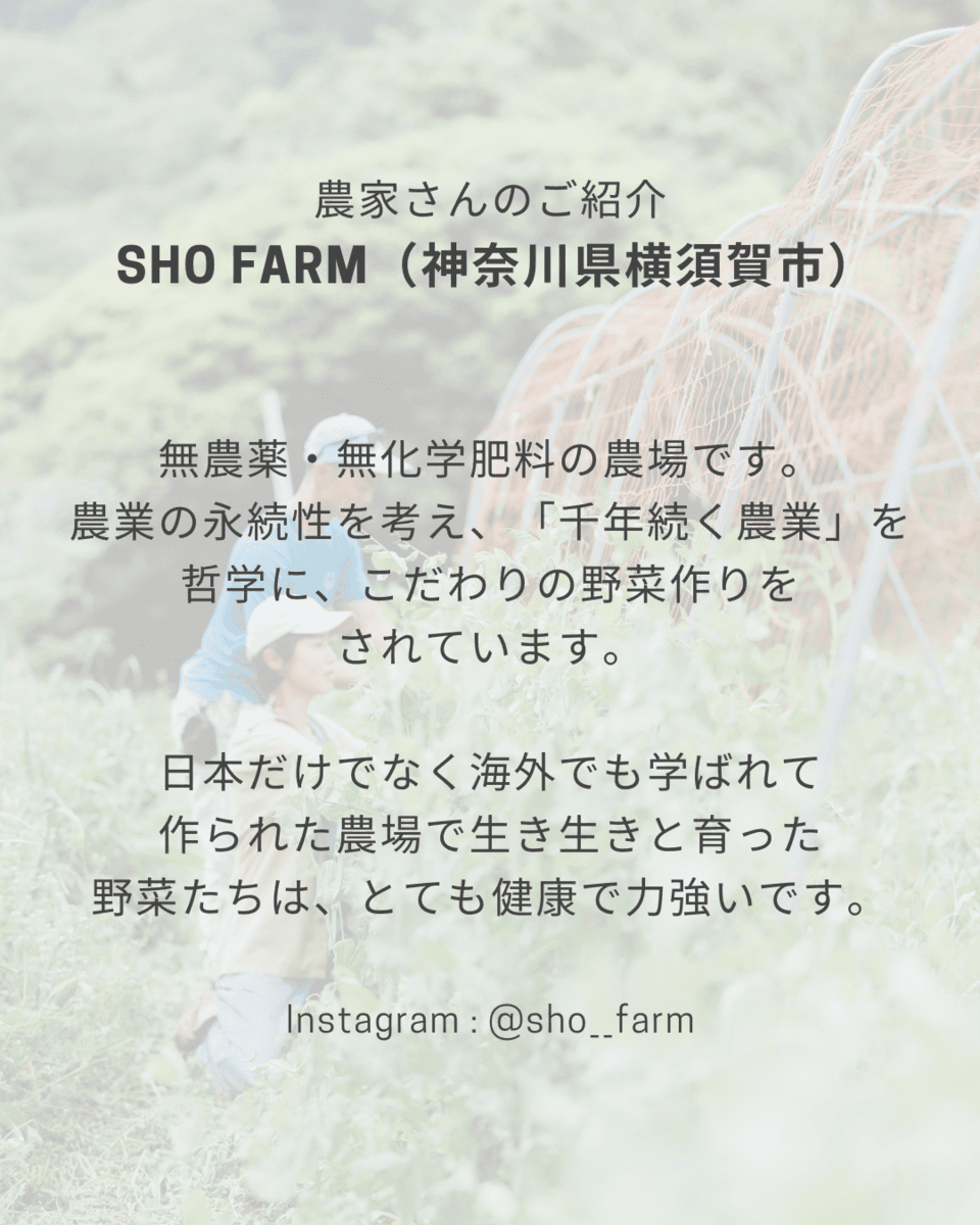 無農薬で育てられたトマトの旨みがぎゅぎゅっと詰まった＜ベジバーニャ トマト＞