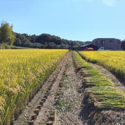もち米の稲刈り体験