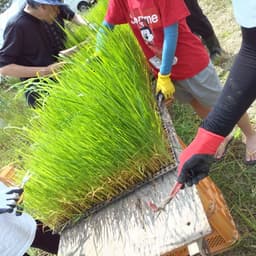 田植え行きました！