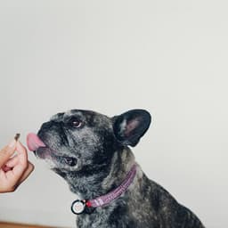 愛犬用まぐろの販売スタート！