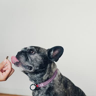 愛犬用まぐろの販売スタート！