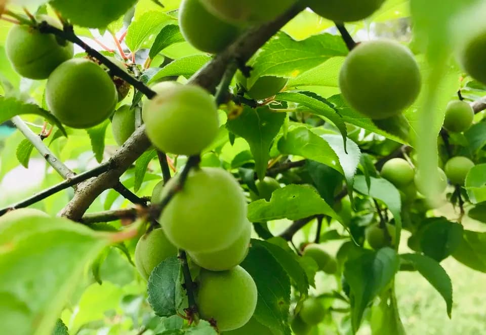 自然栽培の梅(小梅)　2kg