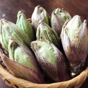 【春の訪れ】自然栽培のふきのとう
