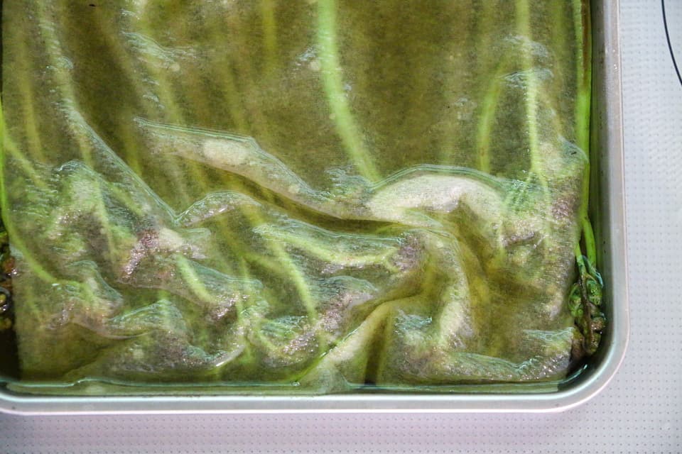 自然栽培のワラビ（アク抜き用木灰付）