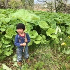 自然栽培の蕗（ふき）