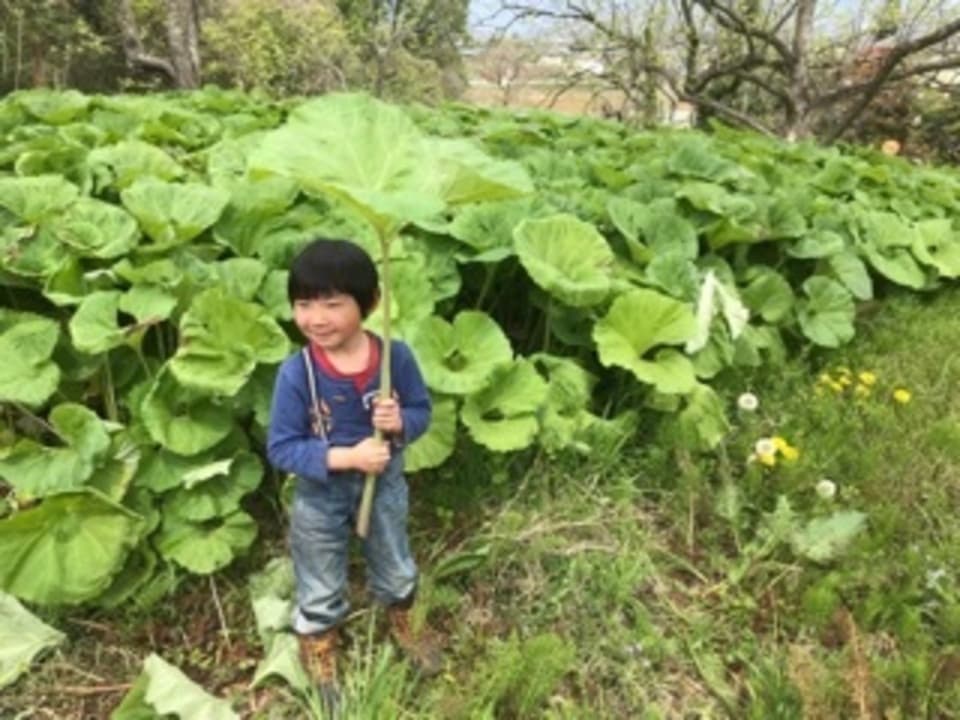 自然栽培の蕗（ふき）