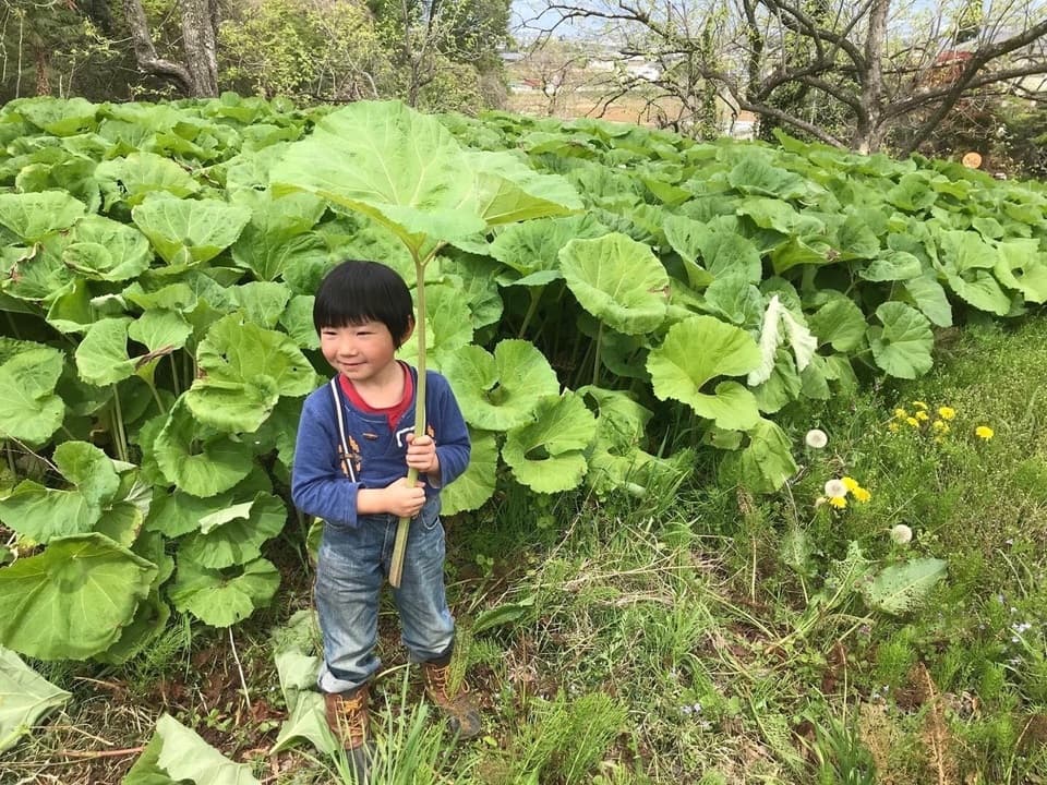 自然栽培のワラビ（アク抜き用木灰付）と自然栽培の蕗（ふき）