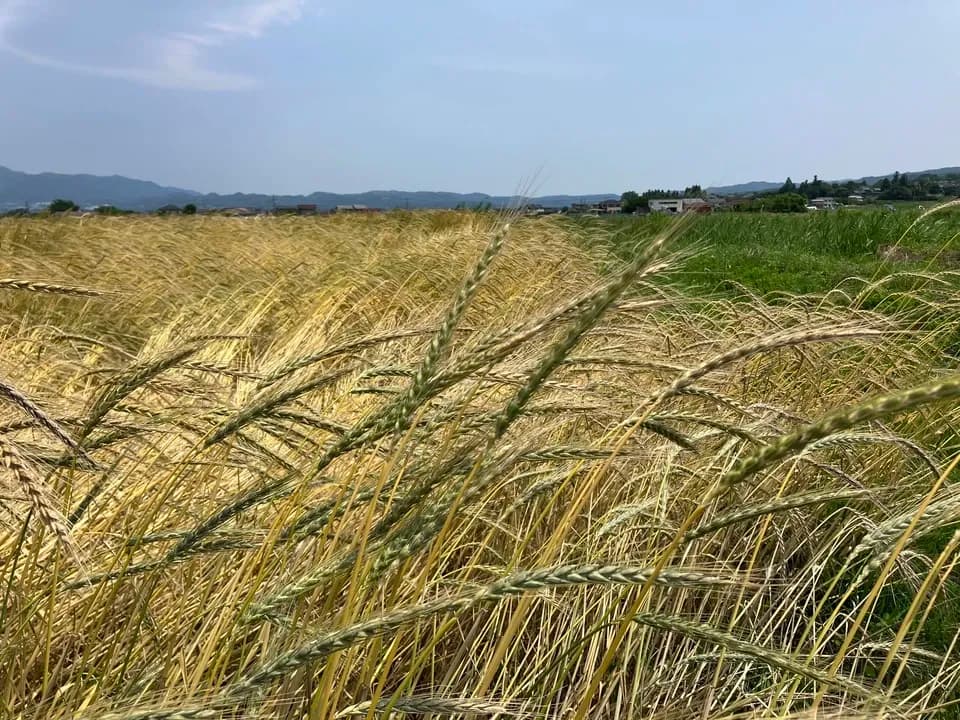 自然栽培のスペルト小麦