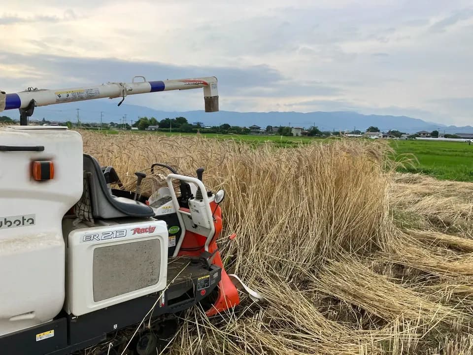 自然栽培のスペルト小麦