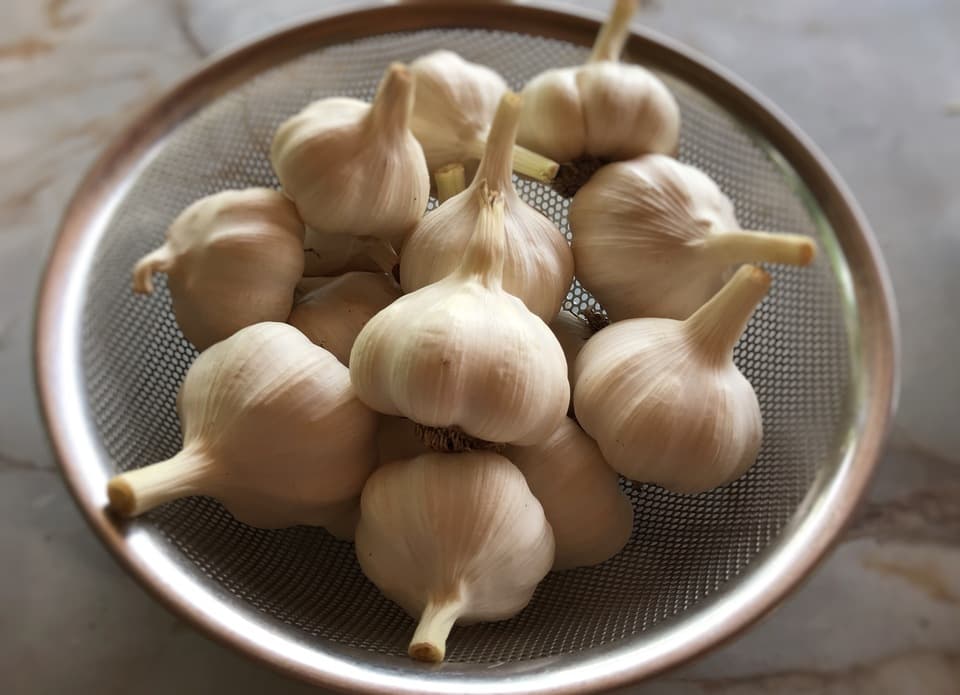 自然栽培のニンニク