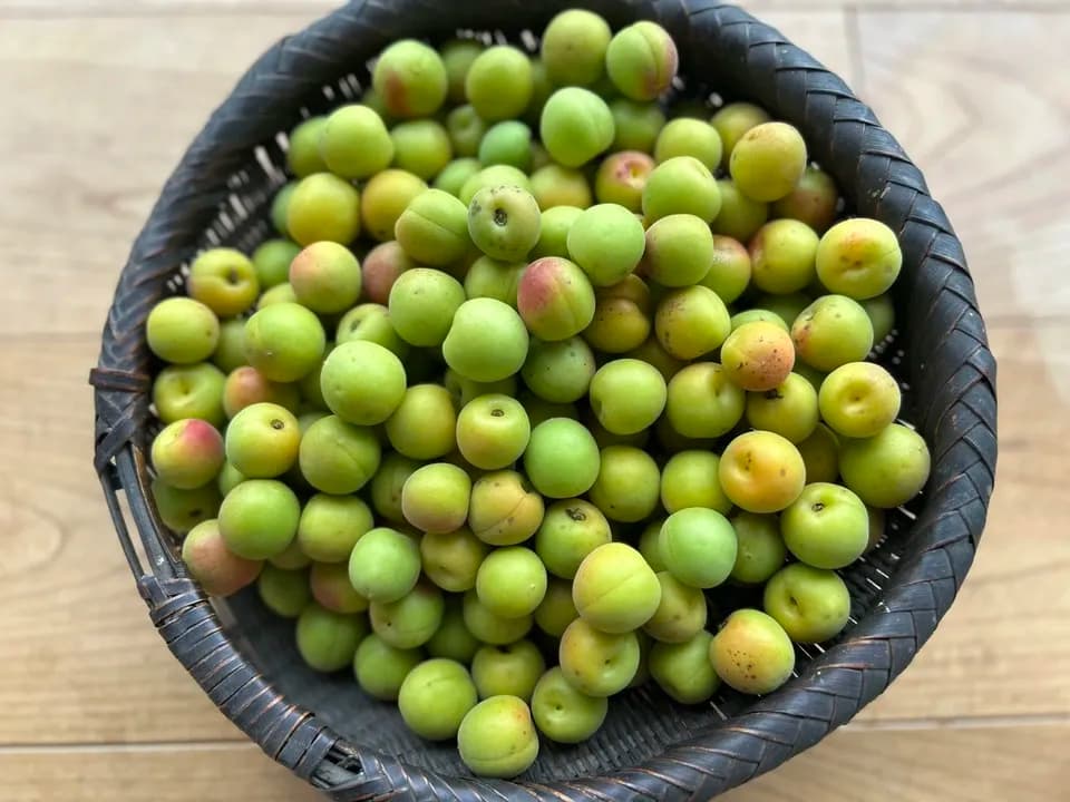 自然栽培の梅(小梅)　2kg