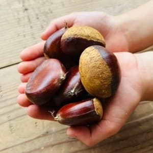 自然栽培＜生栗＞優しい甘さと奥深い味わいの栗のレビュー