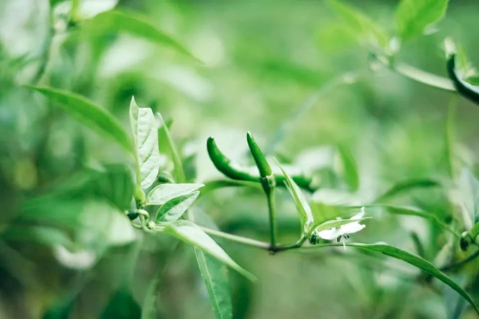 唐辛子農家の作るグリーンカレーペースト＜グルグルグリーンカレー＞農薬化学肥料不使用・厳選素材