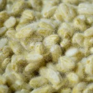 糀　自然栽培米×天然麹菌(野生麹菌)　品種:ササニシキ