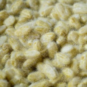 糀　自然栽培米×天然麹菌(野生麹菌)　　品種:鳥取旭