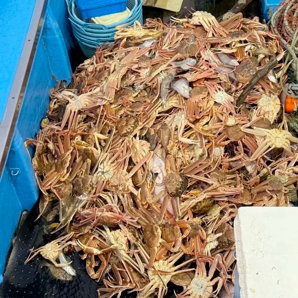 紅ズワイガニ甲羅盛り≪ギフトにも≫剥く手間なし　化学調味料・保存料不使用・越前漁師産地直送