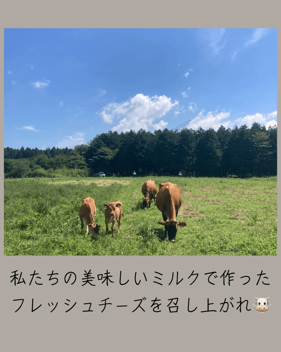 フレッシュチーズとヨーグルトセット