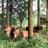 サムネイル 12