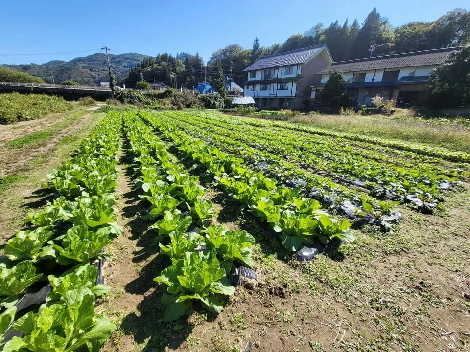 信州の朝霧と寒暖差が育てた　とれたて旬の野菜セット【農薬・化学肥料不使用】（現在は初夏の野菜セット♪）