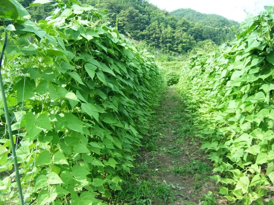 信州の朝霧と寒暖差が育てた　とれたて旬の野菜セット【農薬・化学肥料不使用】（現在は初夏の野菜セット♪）