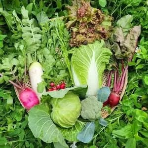 無農薬無化学肥料 旬の野菜セット（現在は春野菜セット♪）の口コミ・レビュー(ユーミンさん)