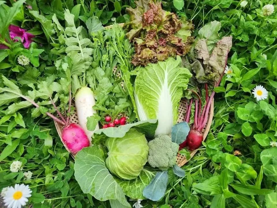 信州の朝霧と寒暖差が育てた　とれたて旬の野菜セット【農薬・化学肥料不使用】（現在は初夏の野菜セット♪）