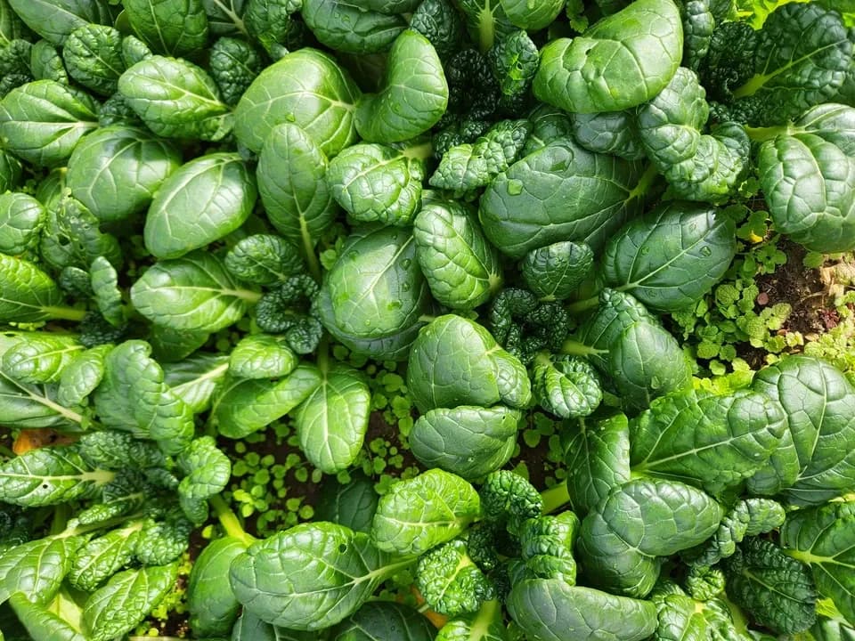 信州の朝霧と寒暖差が育てた　とれたて旬の野菜セット【農薬・化学肥料不使用】（現在は初夏の野菜セット♪）