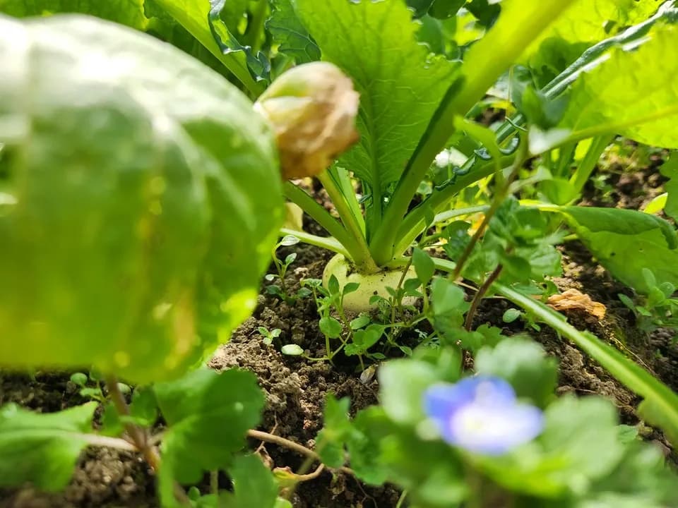 信州の朝霧と寒暖差が育てた　とれたて旬の野菜セット【農薬・化学肥料不使用】（現在は初夏の野菜セット♪）