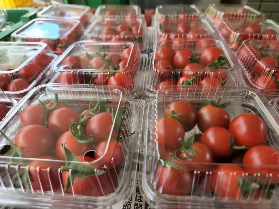 信州の朝霧と寒暖差が育てた　とれたて旬の野菜セット【農薬・化学肥料不使用】（現在は初夏の野菜セット♪）