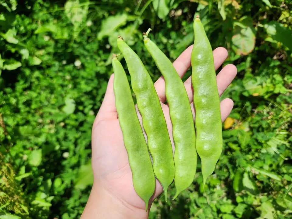 信州の朝霧と寒暖差が育てた　とれたて旬の野菜セット【農薬・化学肥料不使用】（現在は初夏の野菜セット♪）