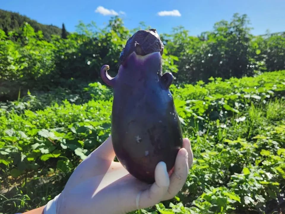 信州の朝霧と寒暖差が育てた　とれたて旬の野菜セット【農薬・化学肥料不使用】（現在は初夏の野菜セット♪）