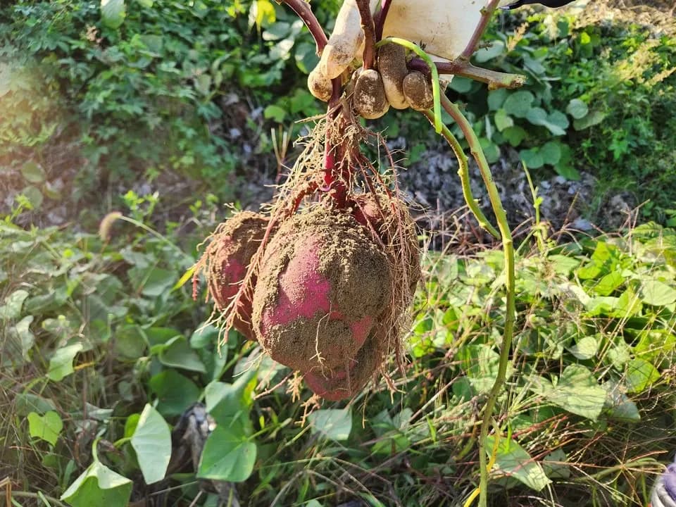 信州の朝霧と寒暖差が育てた　とれたて旬の野菜セット【農薬・化学肥料不使用】（現在は初夏の野菜セット♪）