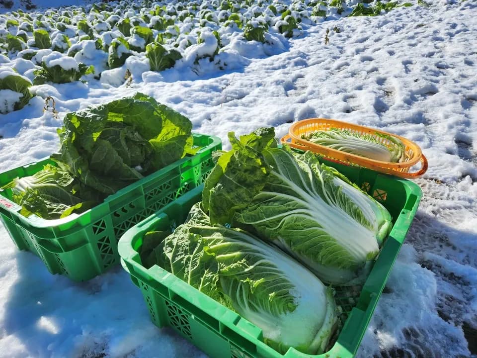 信州の朝霧と寒暖差が育てた　とれたて旬の野菜セット【農薬・化学肥料不使用】（現在は初夏の野菜セット♪）