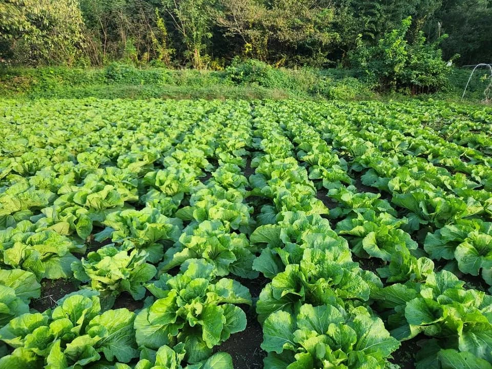 信州の朝霧と寒暖差が育てた　とれたて旬の野菜セット【農薬・化学肥料不使用】（現在は初夏の野菜セット♪）