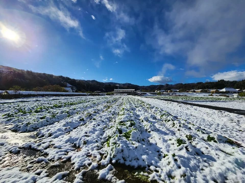 信州の朝霧と寒暖差が育てた　とれたて旬の野菜セット【農薬・化学肥料不使用】（現在は初夏の野菜セット♪）