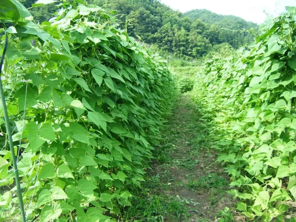 【お中元・夏ギフト】信州の朝霧と寒暖差が育てた　朝採れ旬野菜セット（熨斗対応可）〈農薬・化学肥料不使用〉
