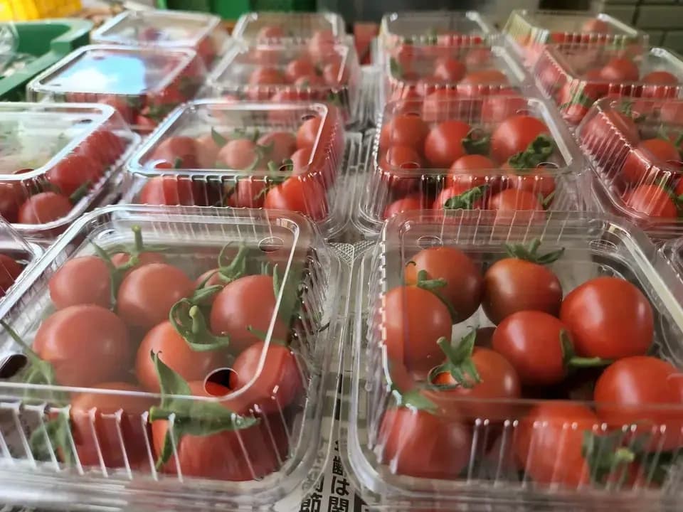 【お中元・夏ギフト】信州の朝霧と寒暖差が育てた　朝採れ旬野菜セット（熨斗対応可）〈農薬・化学肥料不使用〉