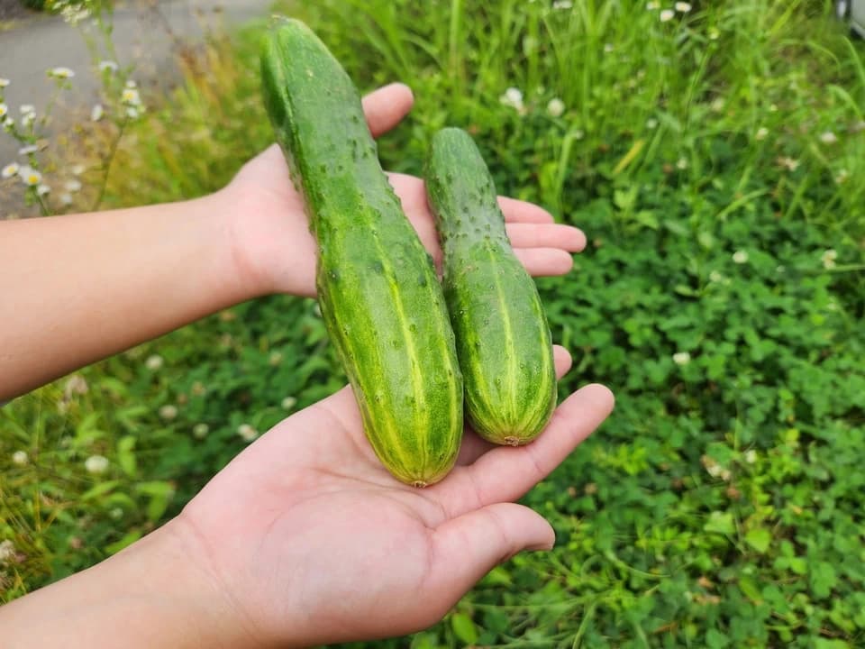 【お中元・夏ギフト】信州の朝霧と寒暖差が育てた　朝採れ旬野菜セット（熨斗対応可）〈農薬・化学肥料不使用〉