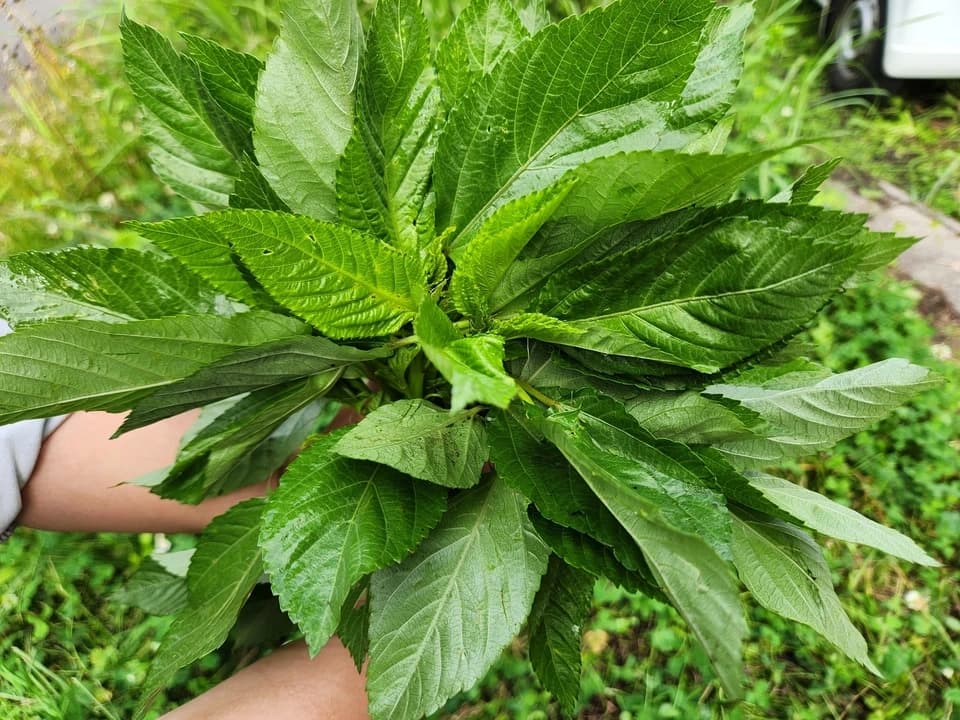 【お中元・夏ギフト】信州の朝霧と寒暖差が育てた　朝採れ旬野菜セット（熨斗対応可）〈農薬・化学肥料不使用〉